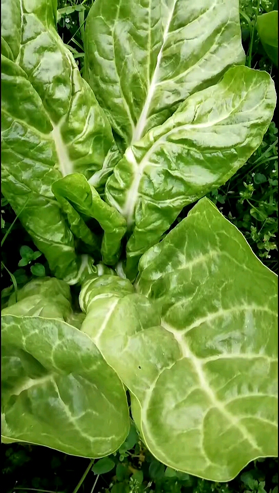 四川人叫油皮菜