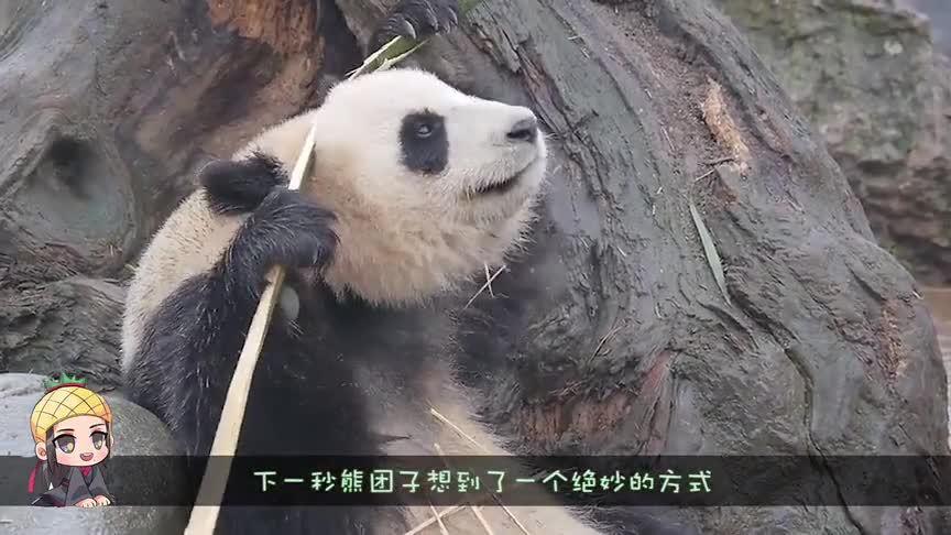 大熊猫想吃竹子,结果怎么都掰不断,下一秒想出个绝妙的法子