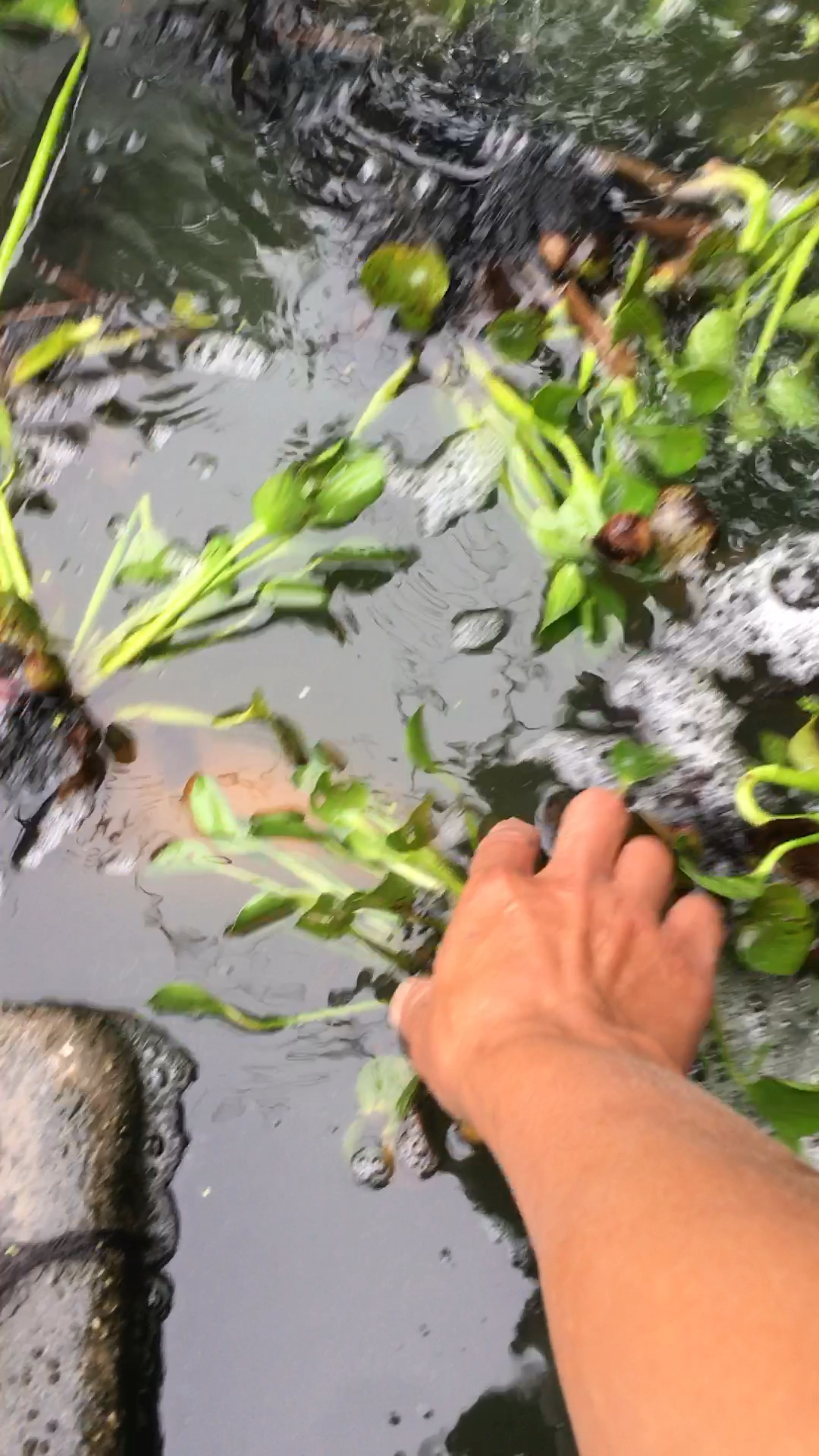 红鲤鱼在产卵就是这样子的。