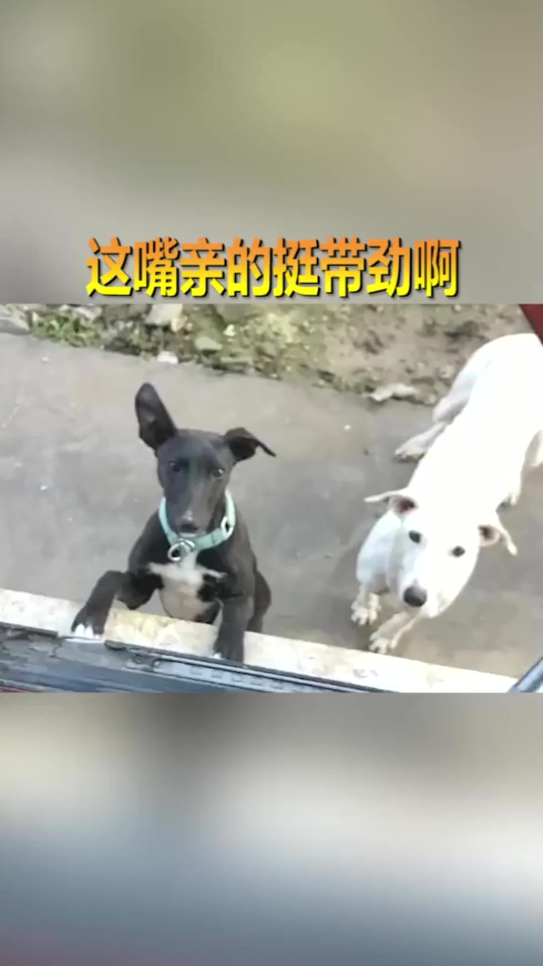 #搞笑段子#你俩现在都那么明目张胆了,你是真的狗,不管什么都能啃啊