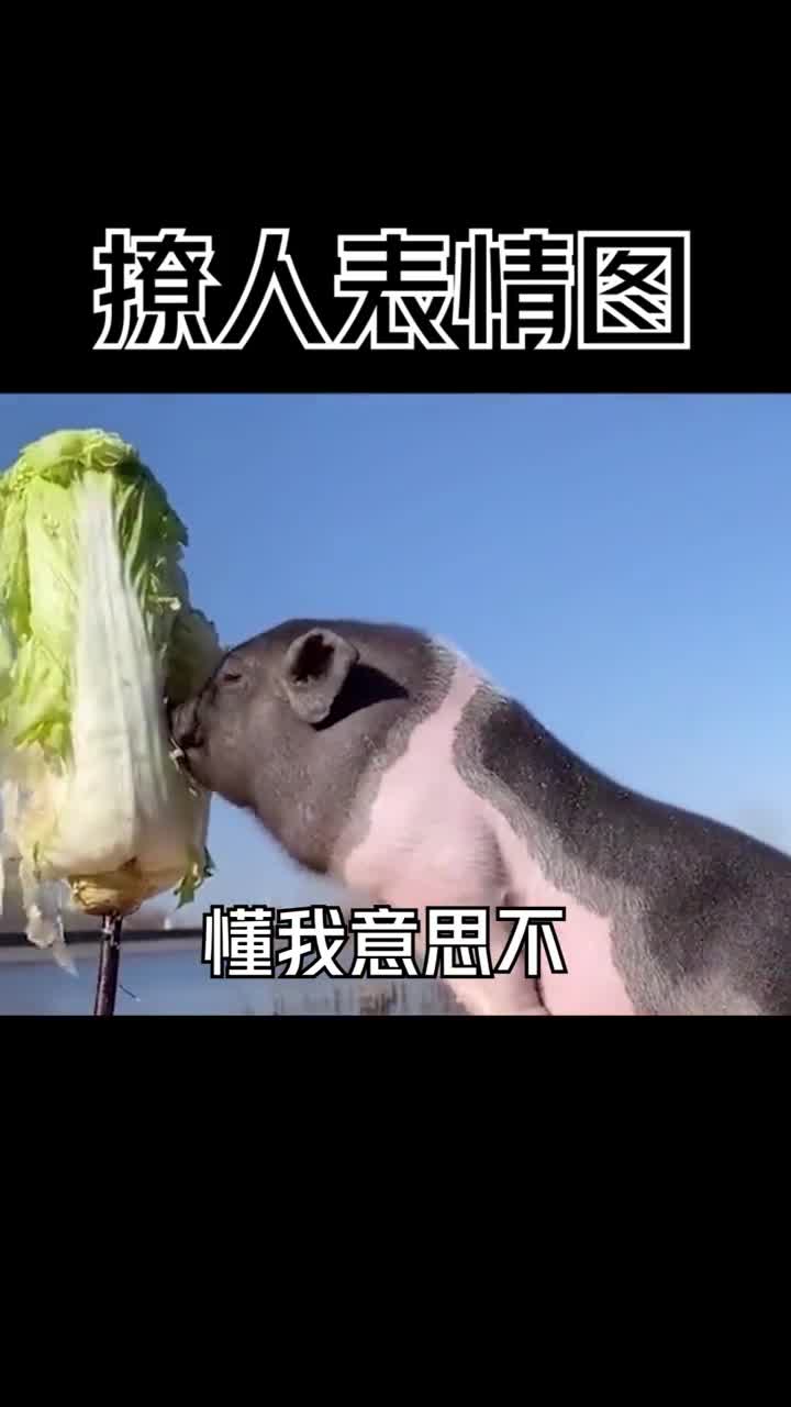 小白菜，有空吗#表情包#艾特你想艾特的人#情侣#内容过于真实