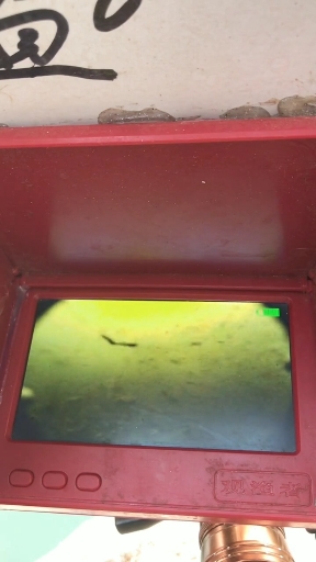 #可视锚鱼#可视锚鱼装备钓大鲤鱼,看鲤鱼狂舞吧