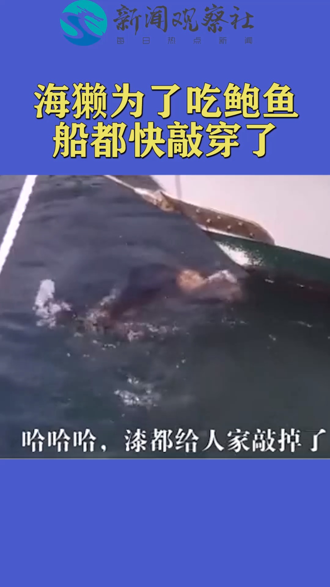 海獭为了吃鲍鱼船都快敲穿了