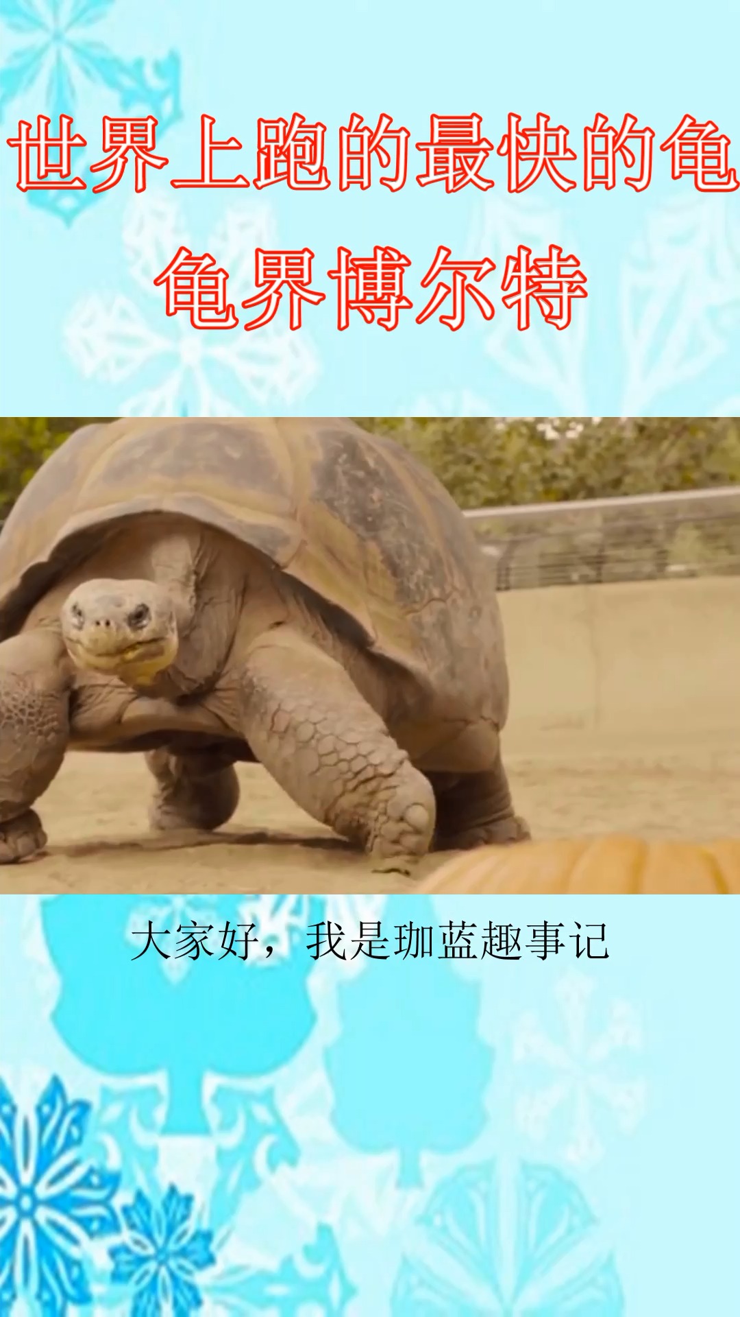 世界上跑的最快的龟。龟界博尔特
