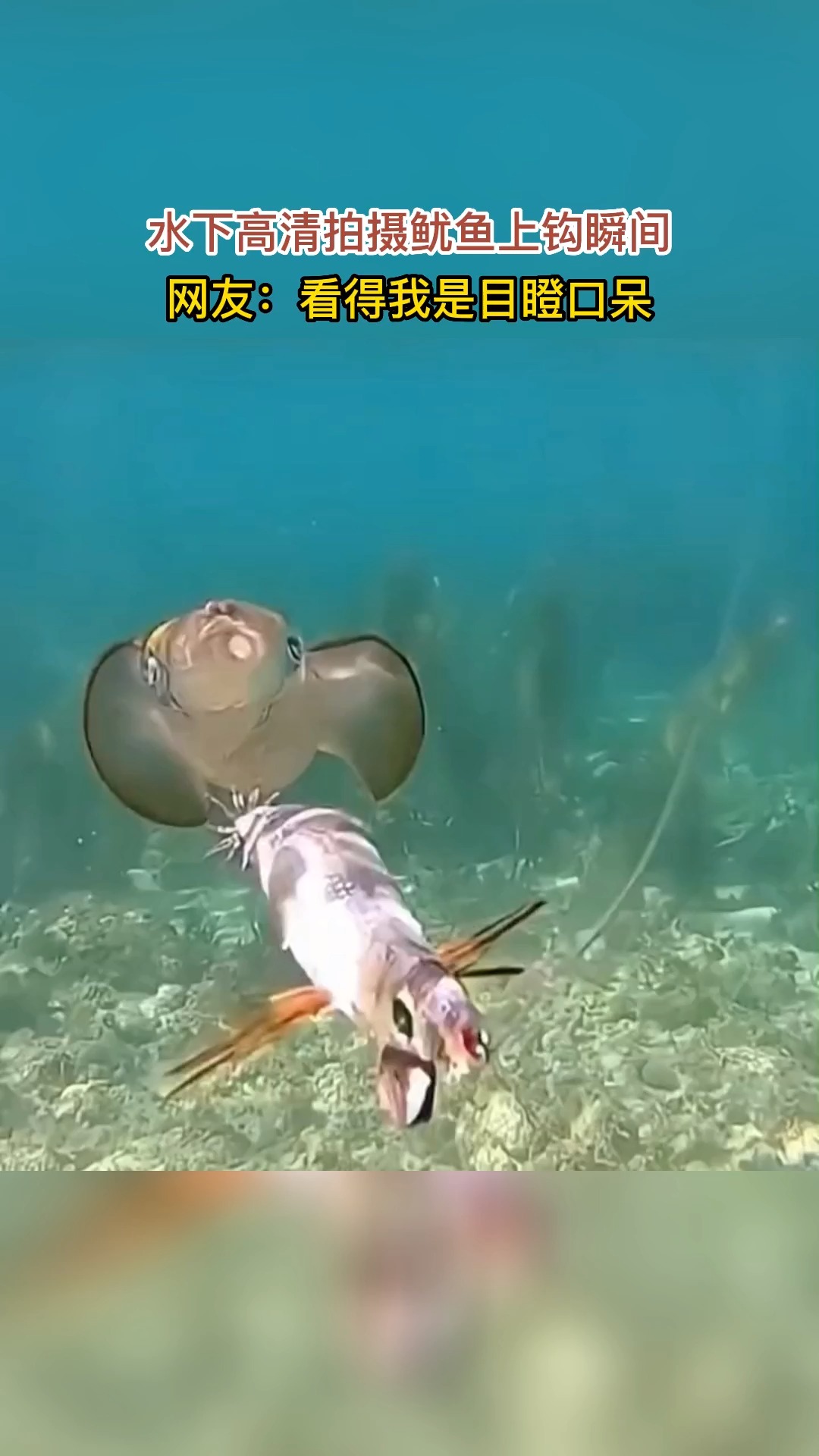 #生活趣事#水下高清拍摄鱿鱼上钩瞬间。