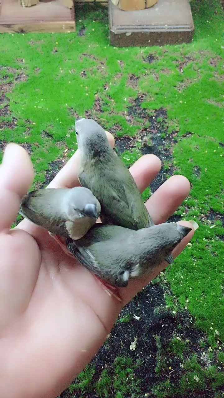 #宠物丑萌大赛#鹧鸪菜