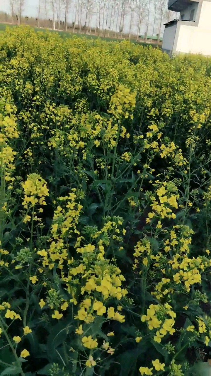 好大一片油菜花~