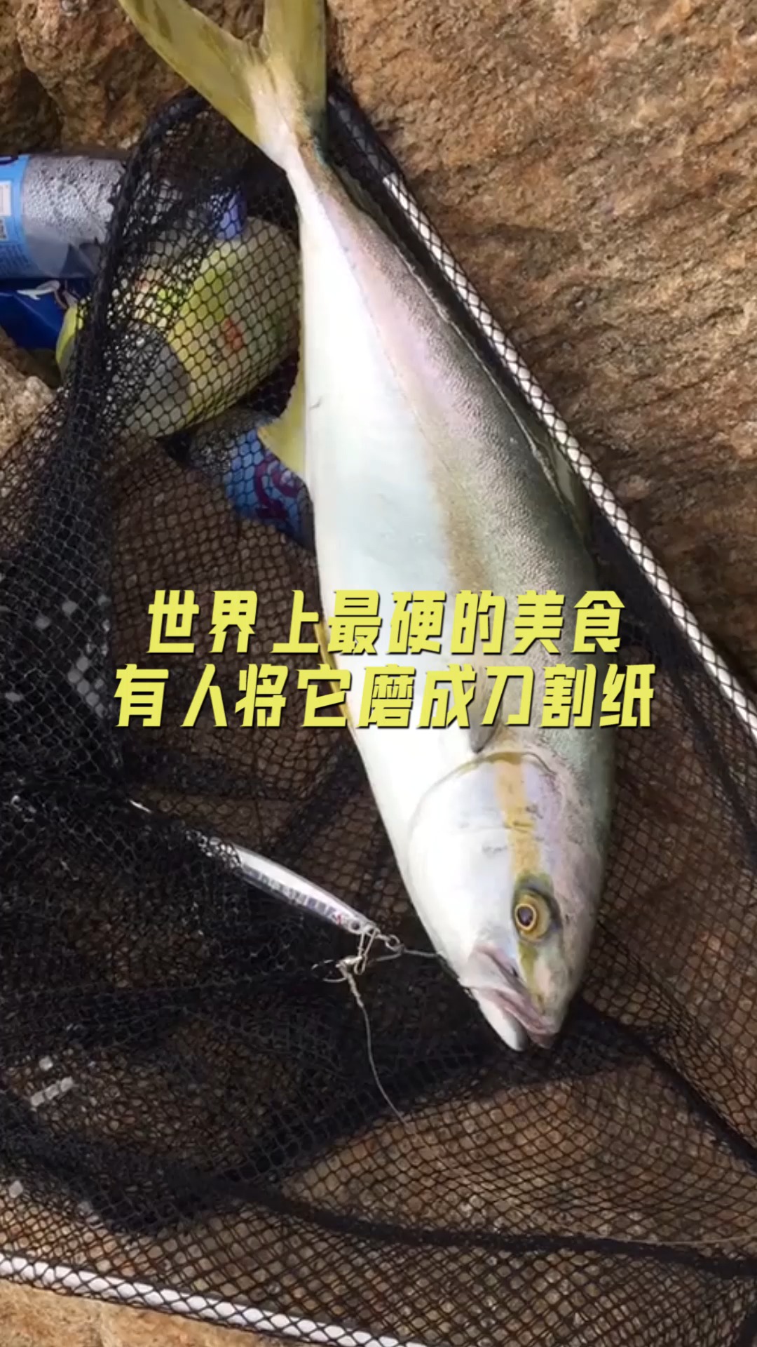 #美食#全球最坚硬的食物干鲣鱼!用刀也砍不断,日本人却难抵挡它的诱惑