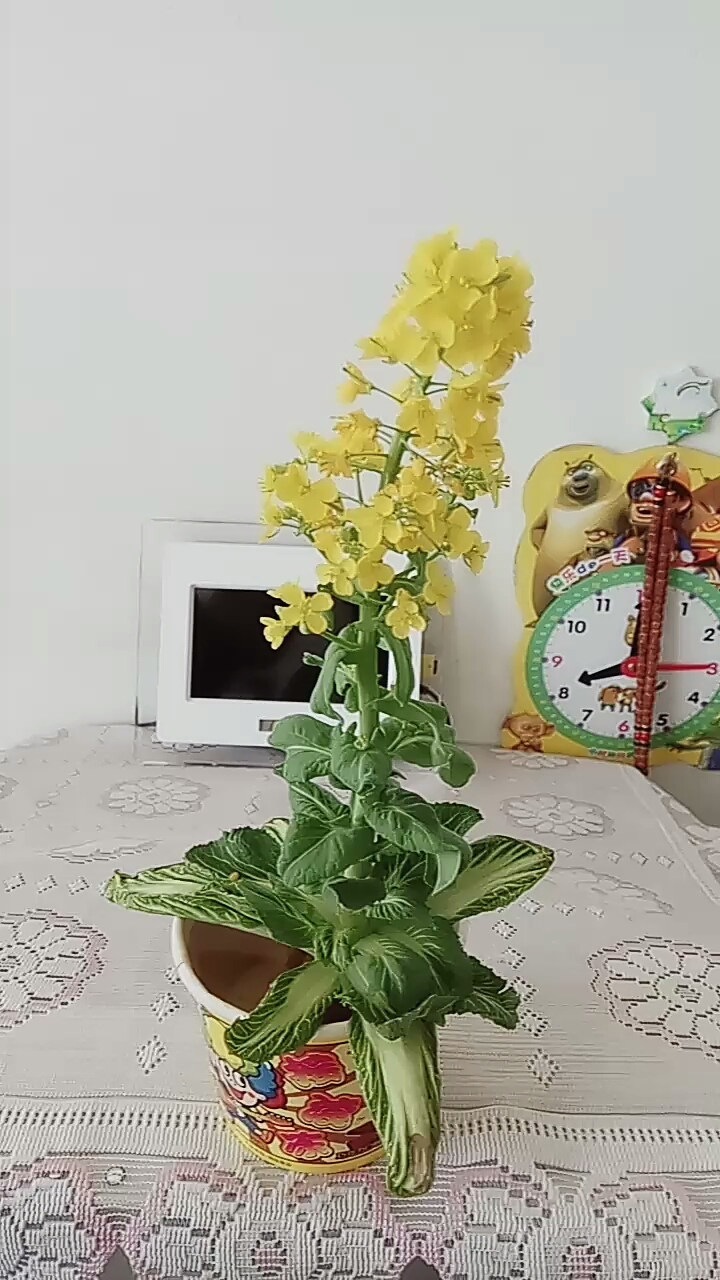 卷心菜的花真漂亮啊!