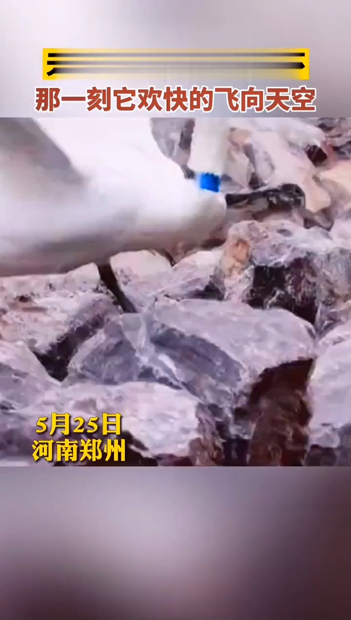 郑州#北龙湖天鹅已经去掉脖环和脚环 这一刻它可以自由飞翔!