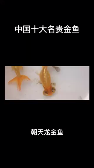 十大名贵金鱼排行 