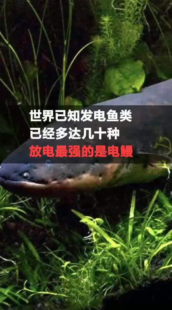 大千世界无奇不有,没有见过不代表不存在,第1期神奇动物