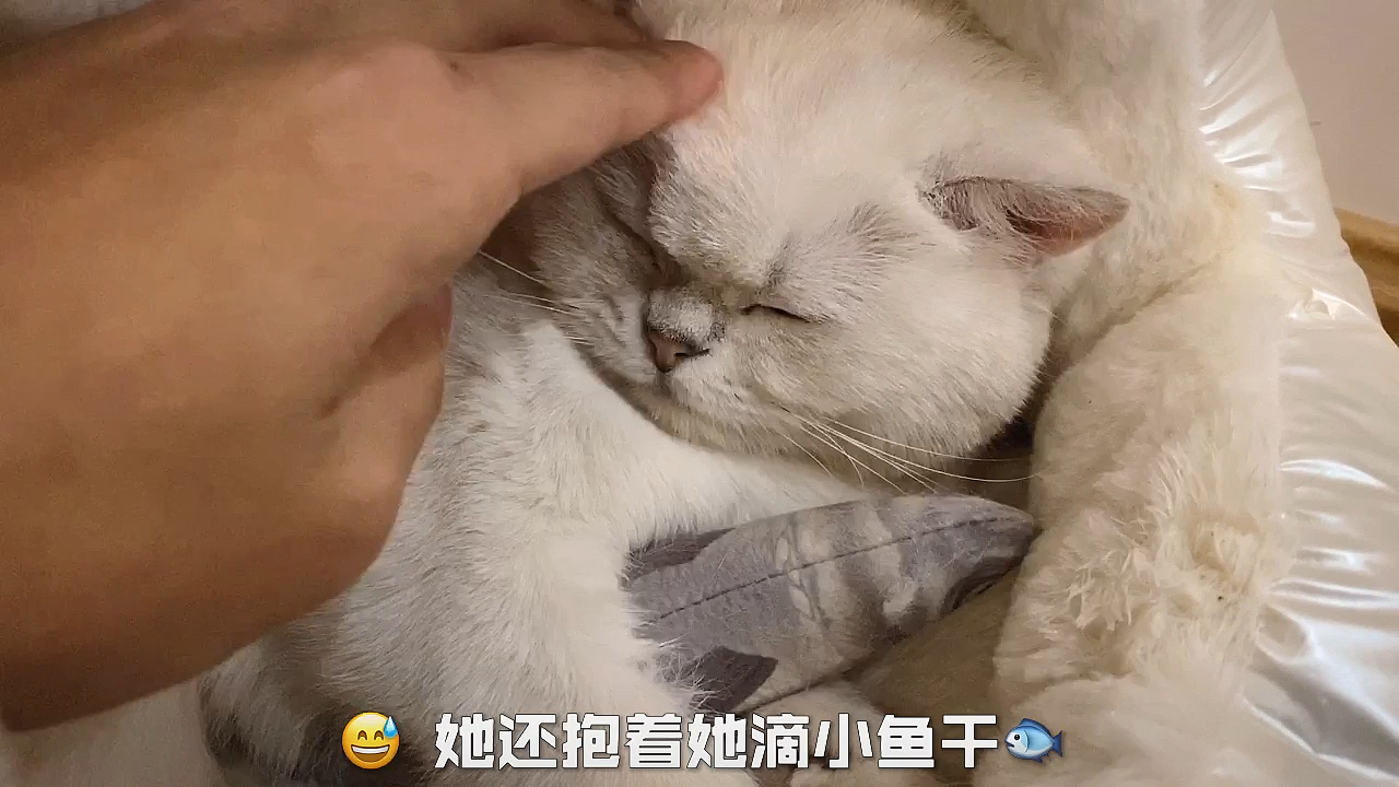 #我家萌宠成精了#晚晚睡觉都抱着她心爱的鱼鱼