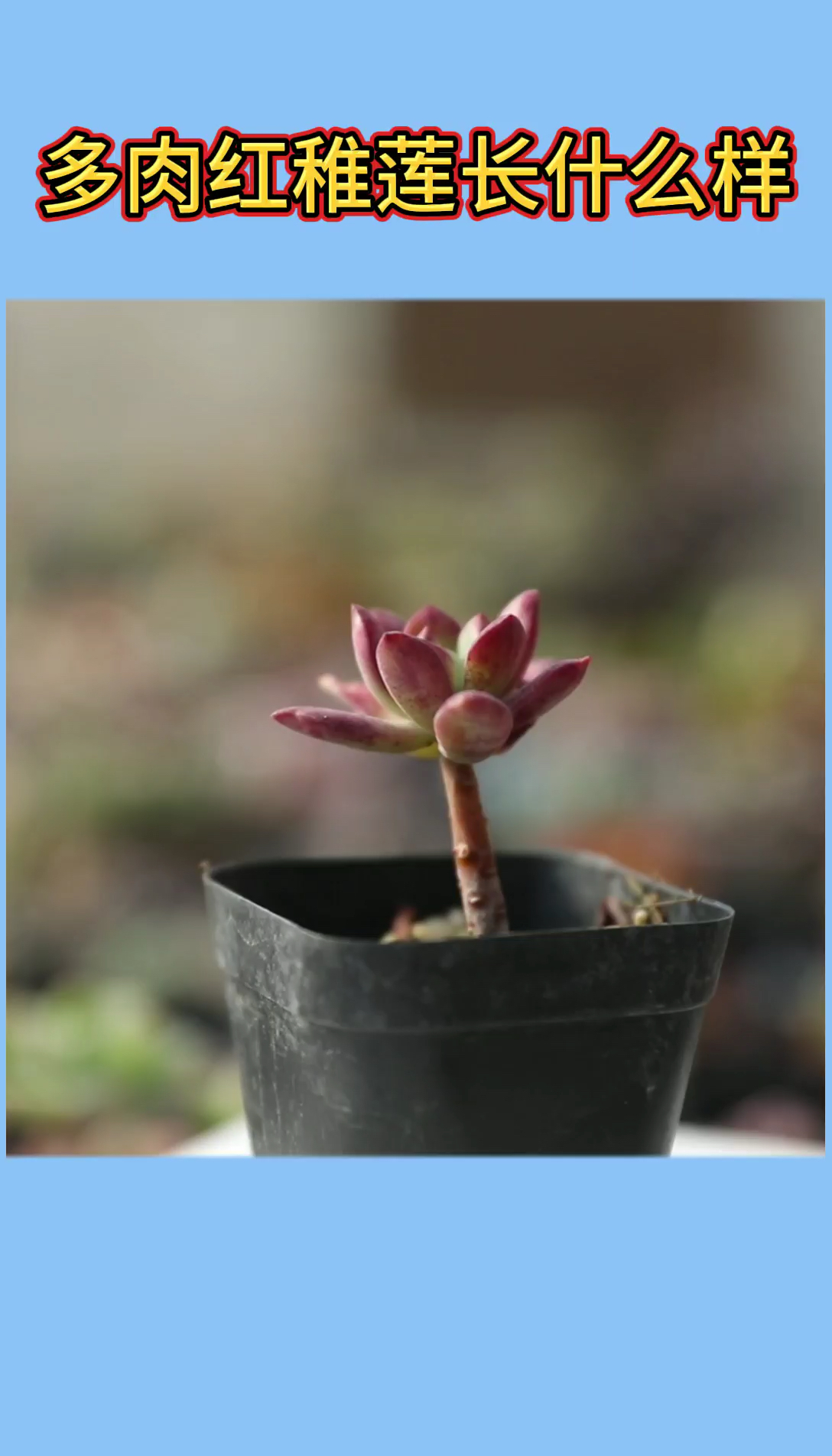 多肉植物红稚莲长什么样?