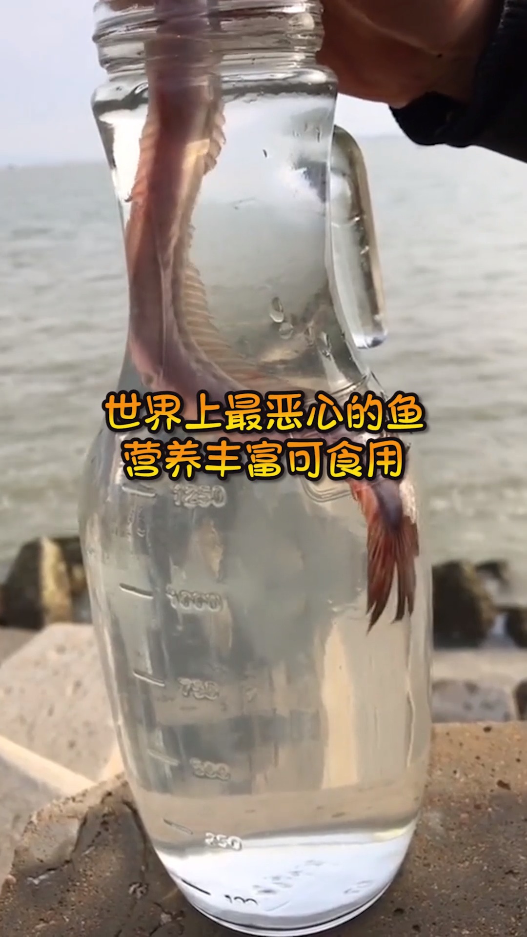 #奇趣#世界上最恶心的鱼,营养丰富可食用