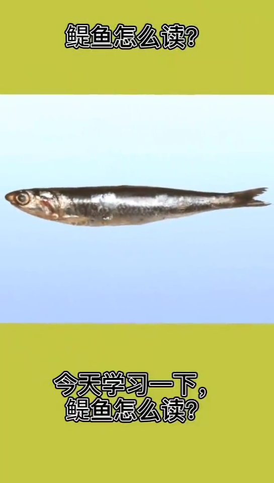 学习一下鳀鱼怎么读