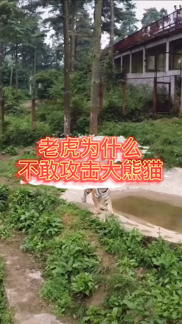 #冷知识#老虎为什么不敢攻击大熊猫,现在才知道?