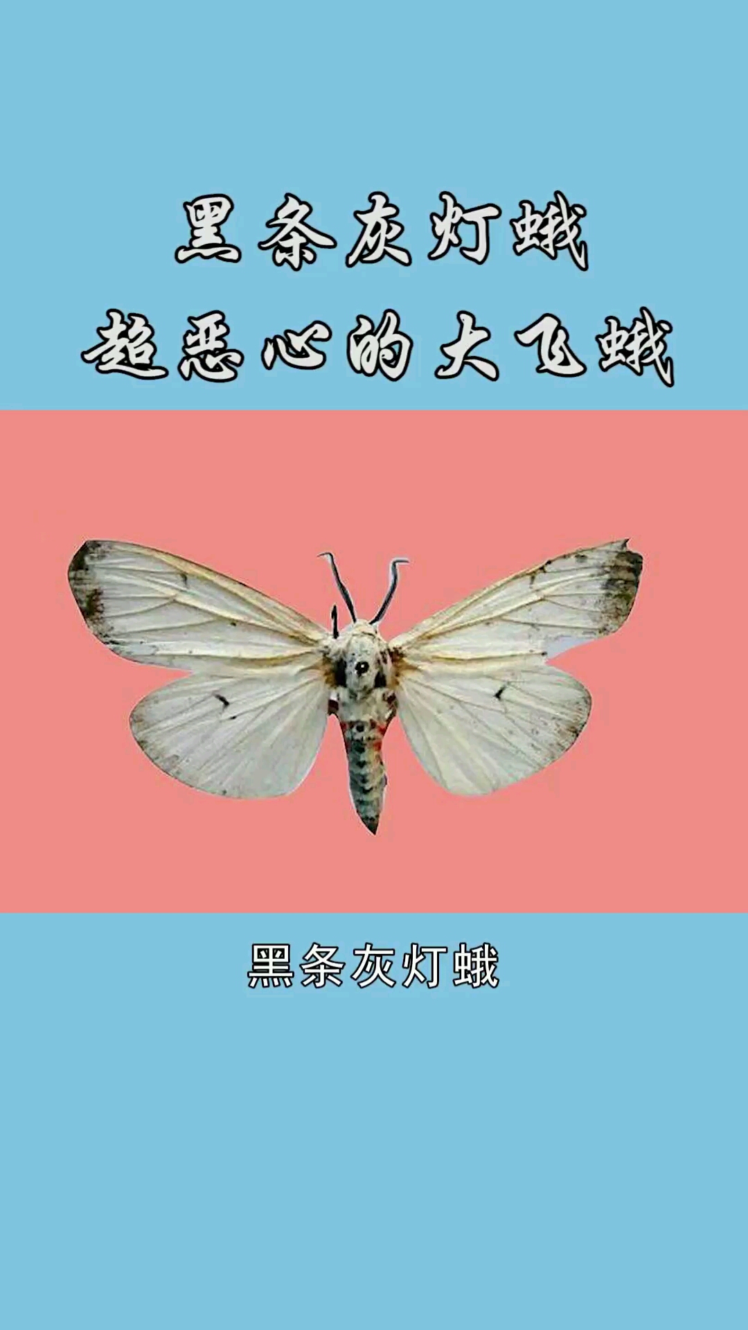 黑条灰灯蛾超恶心的大飞蛾!