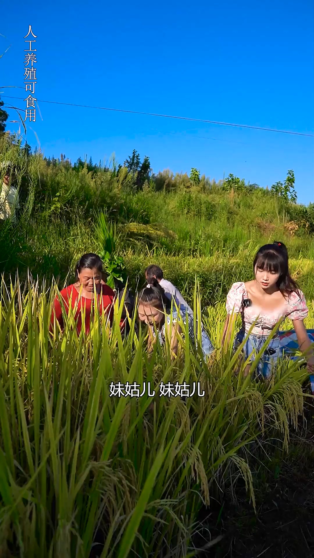 40斤的大鲢鱼吃过没～今天打谷子,家家竟然给我送了一条40斤的大大鲢鱼,