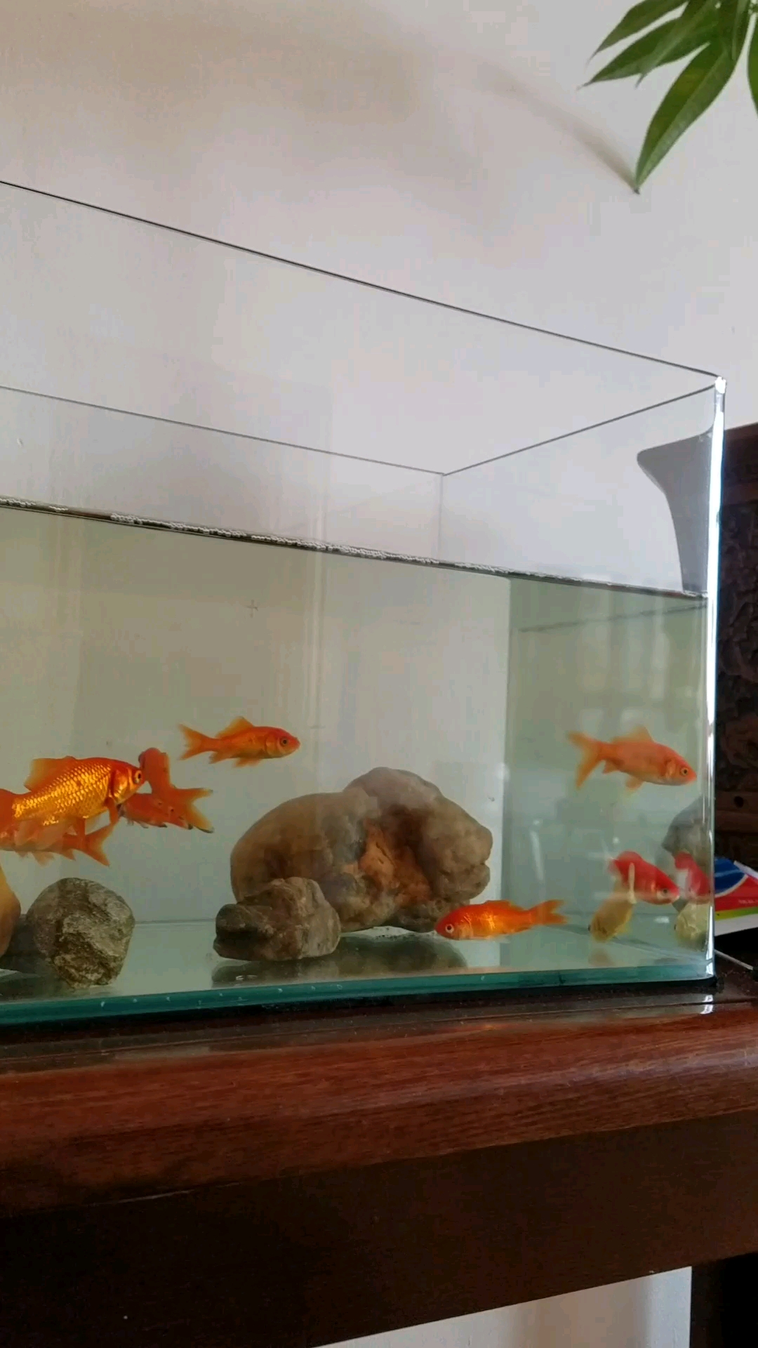 家庭新成员