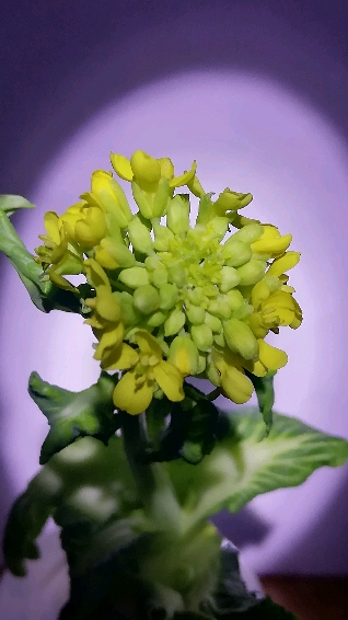 白菜花