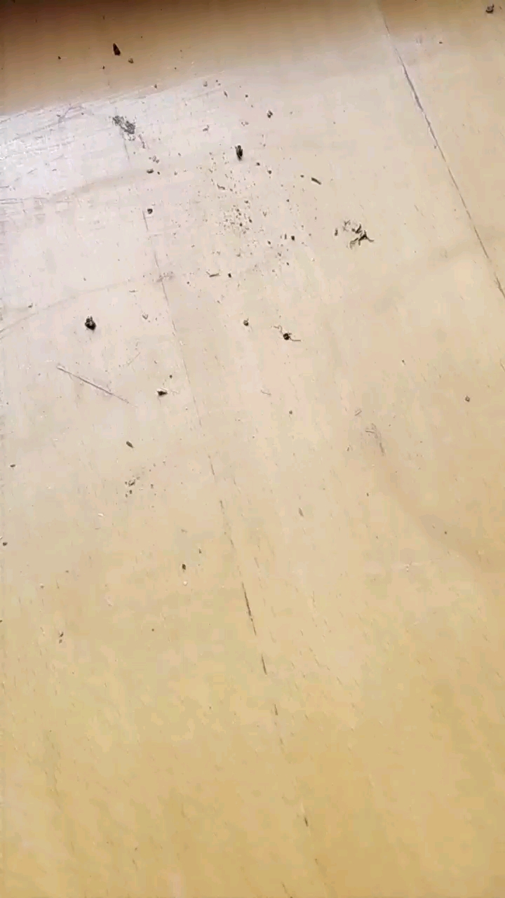多肉开花了