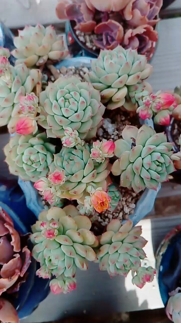 熊猫脸开花很好看的