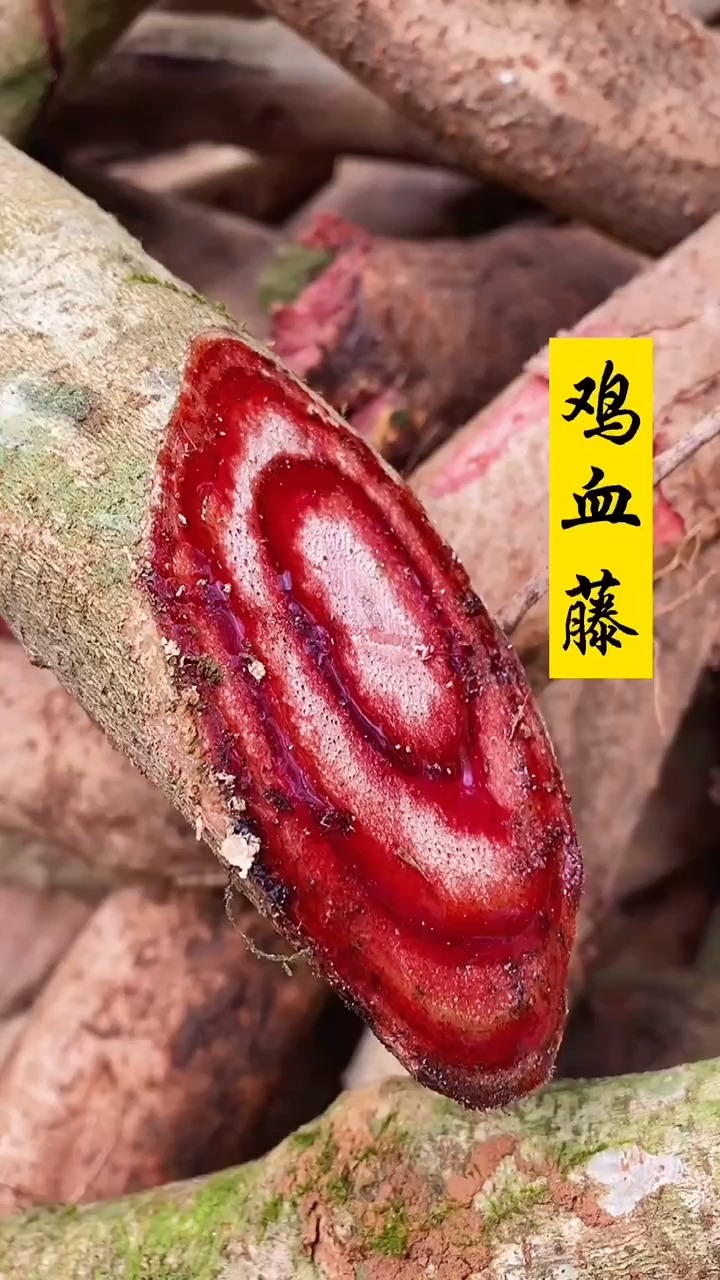 鸡血藤见过吗?