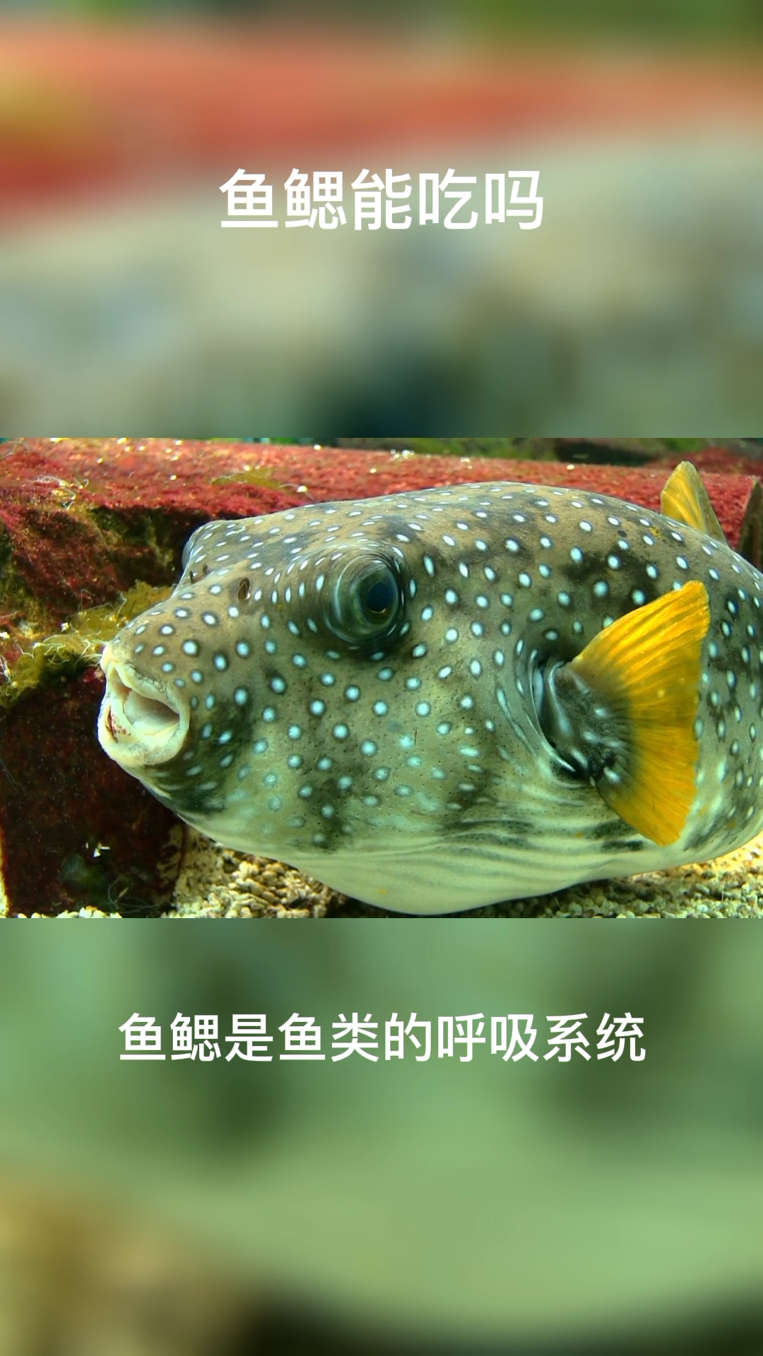 鱼鳃能吃吗    