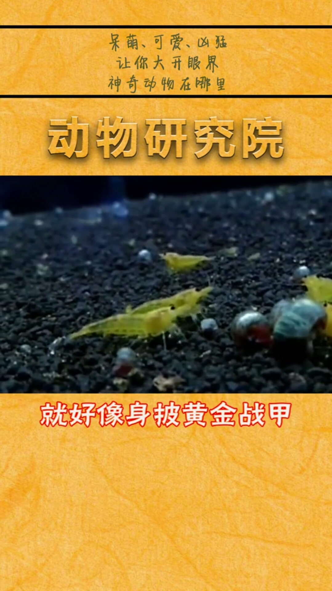 最好养的宠物黄金虾,不想养了还做成美食