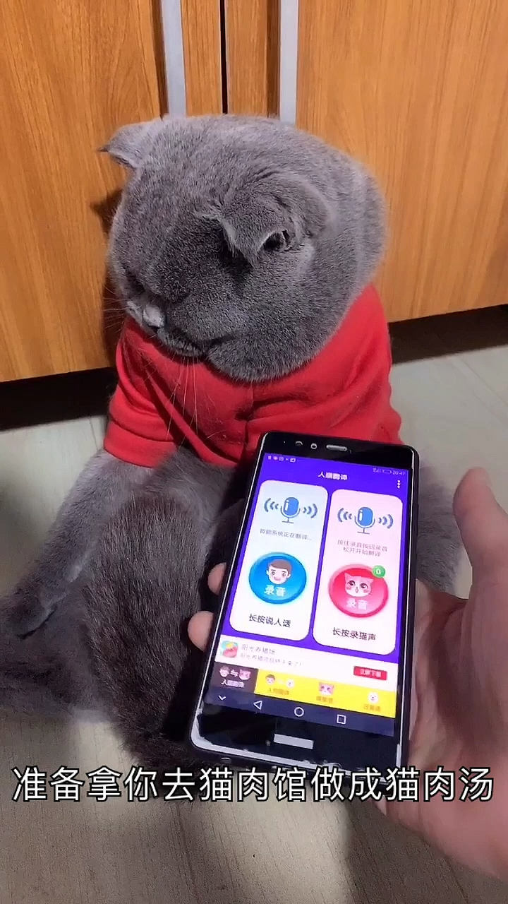 用人猫翻译器吓吓猫