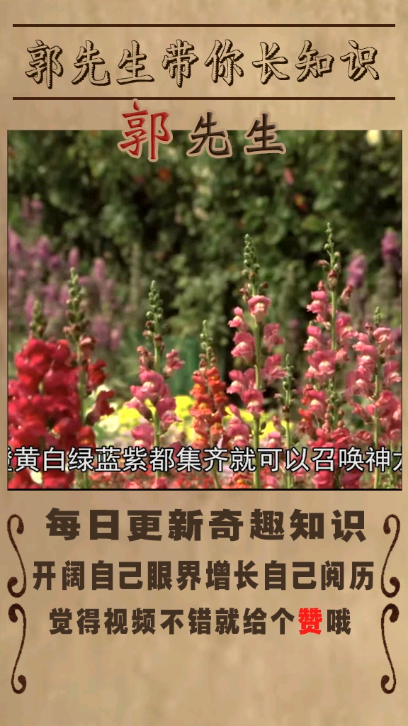 世界上最奇葩的植物之金鱼草