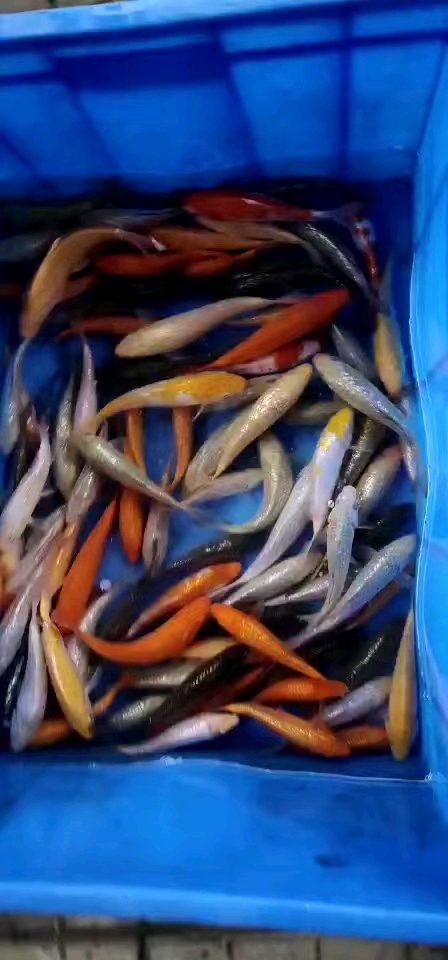 各种银鳞小鱼,有喜欢的没