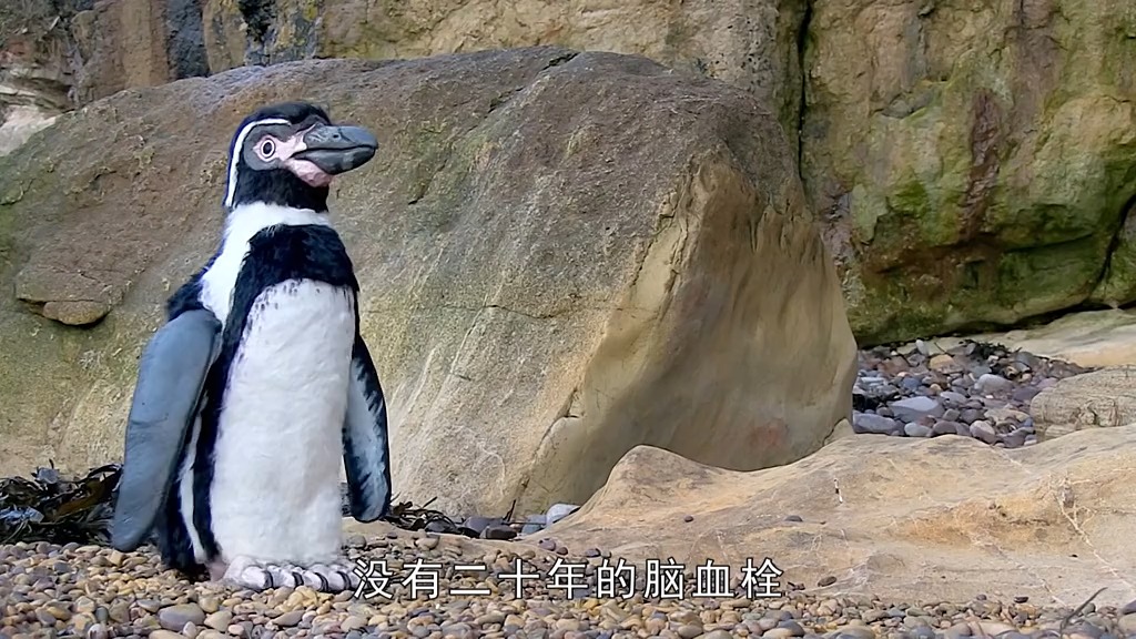 d03:勇武的洪氏环企鹅