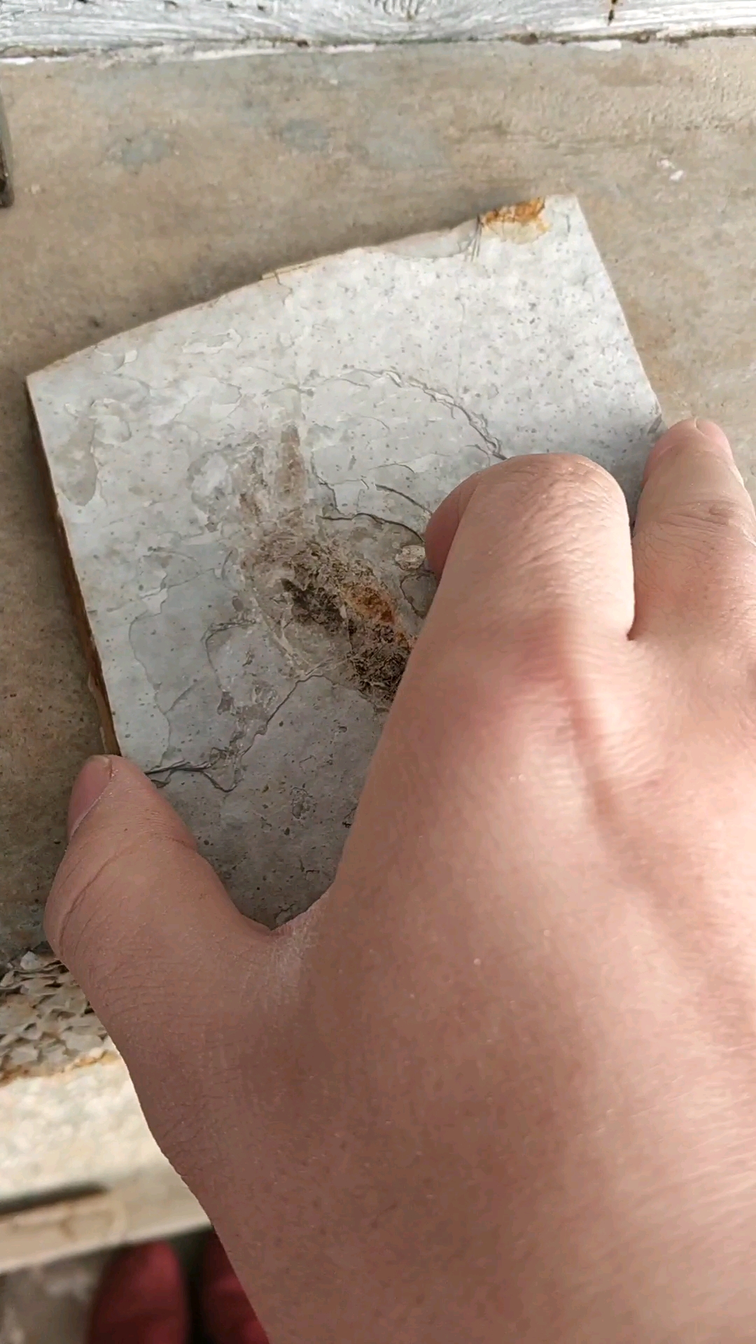 一板对开,对开四面,面面俱到,各有化石～依次是戴氏狼鳍鱼,奇异环足虾,薄氏辽宁枝