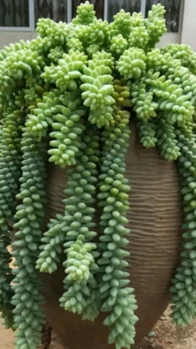 多肉植物