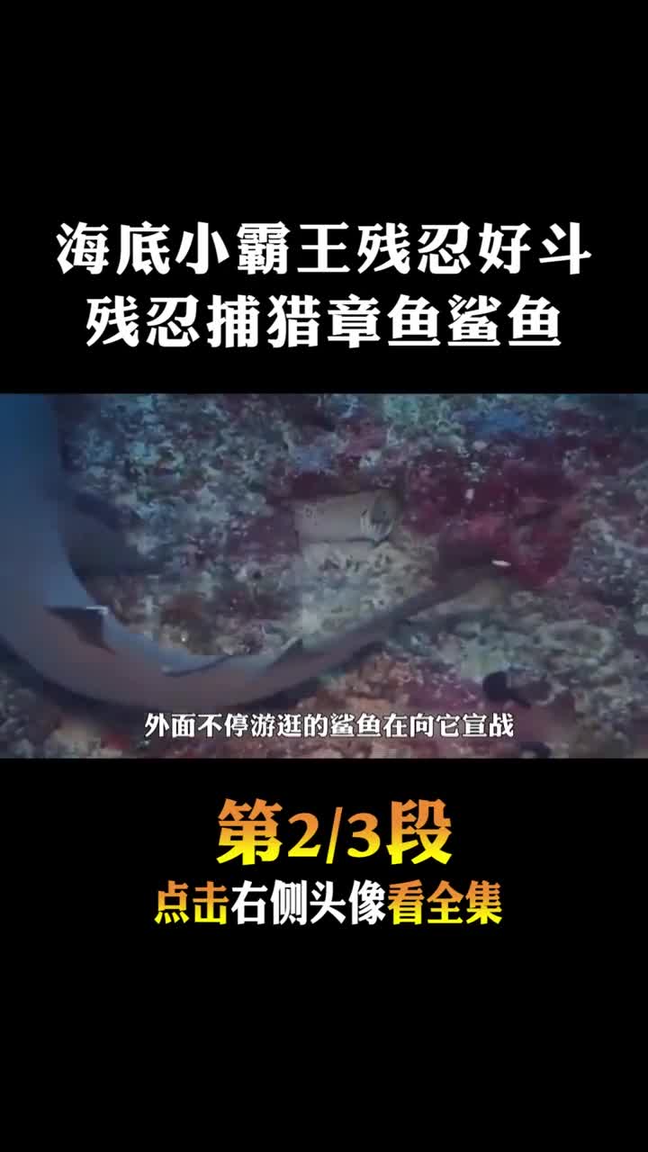#动物世界#暴打章鱼欺负小鲨鱼3