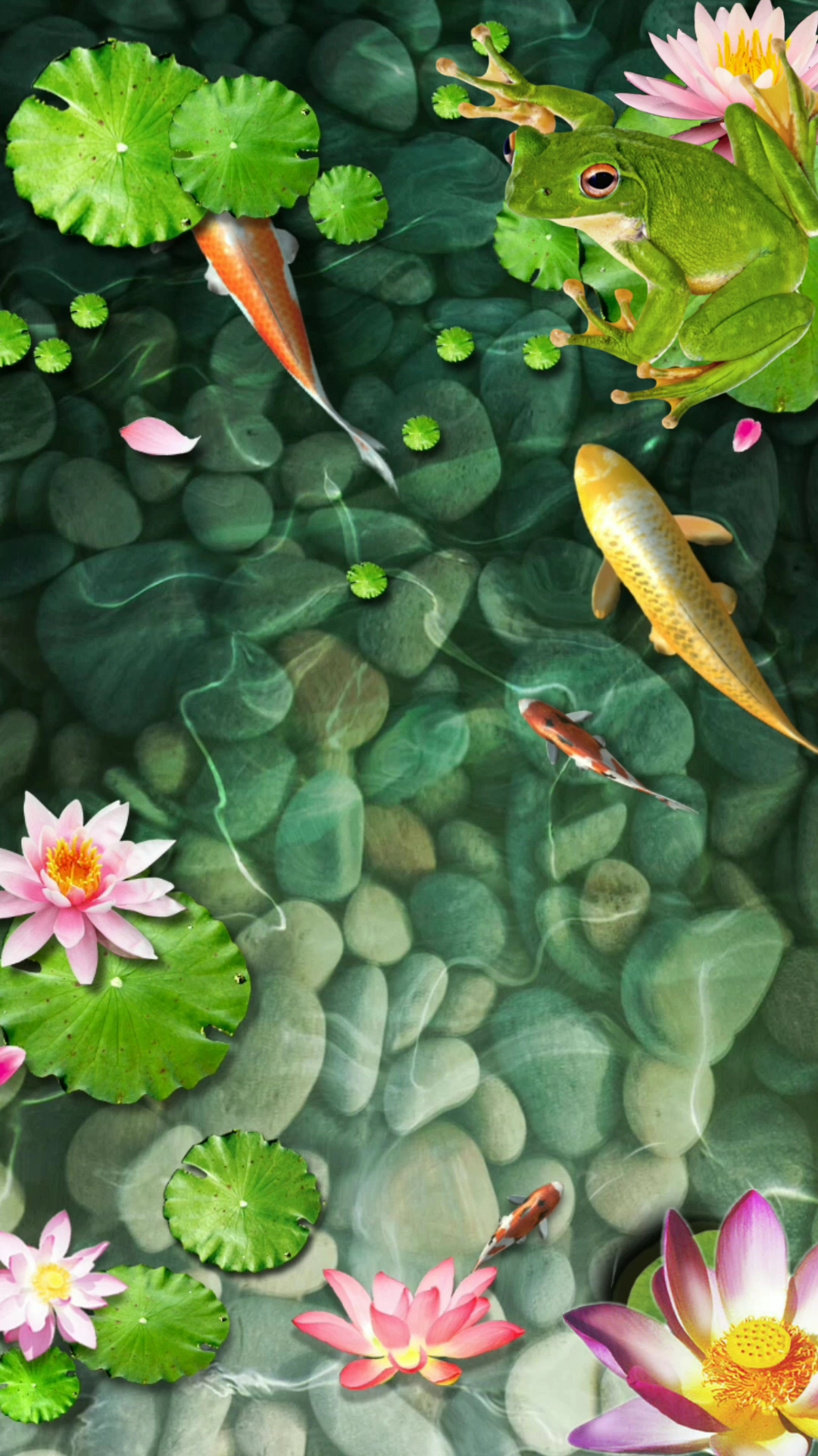 #全民特效师#动态壁纸-荷塘锦鲤