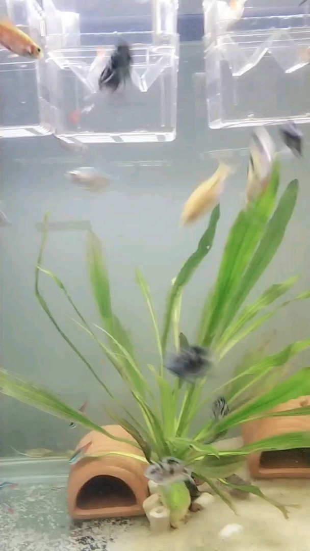 @全民小助频关注我关注全民小视频