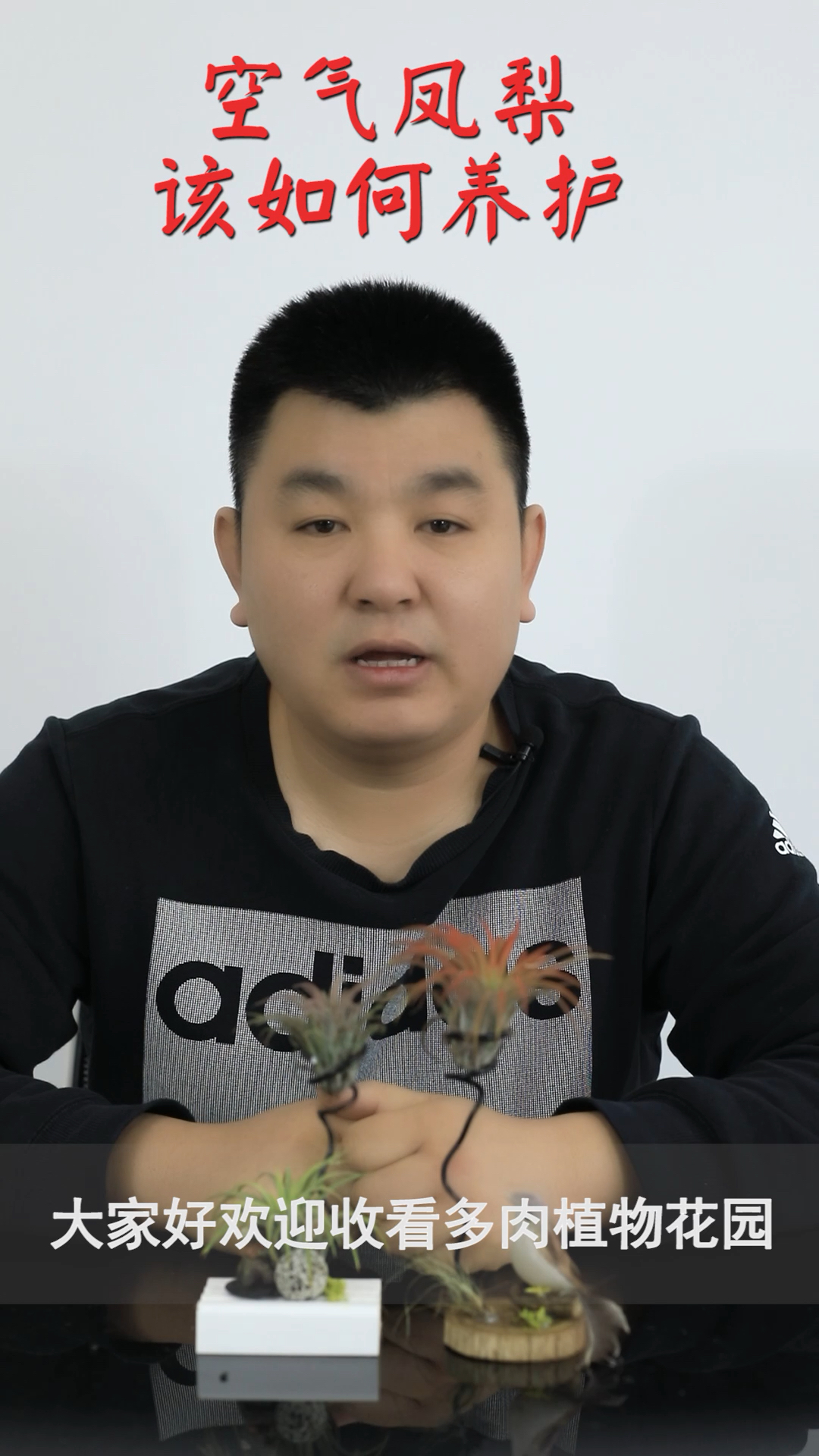 这个植物好养活,只需要水就可以在空气存活