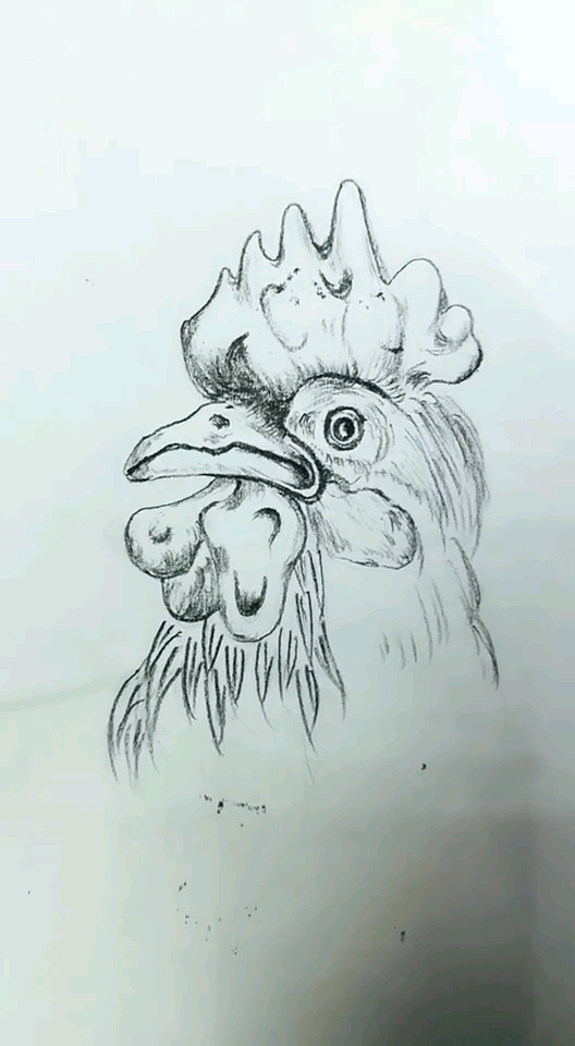 素描画鸡
