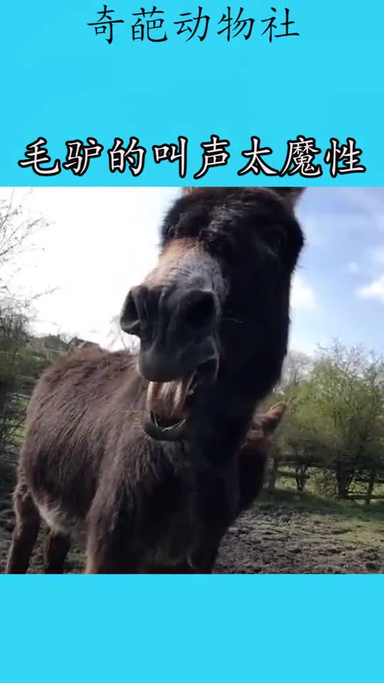 毛驴的叫声太魔性