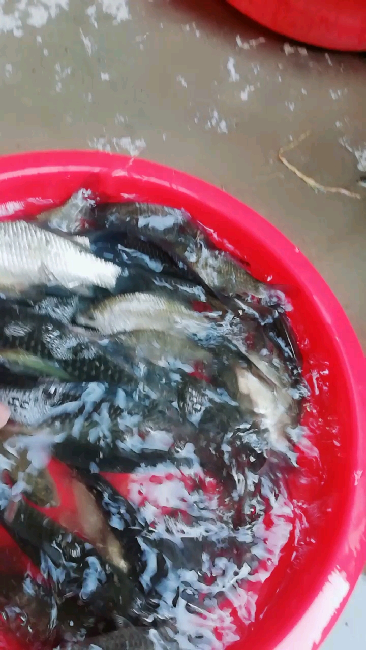 野河鱼获