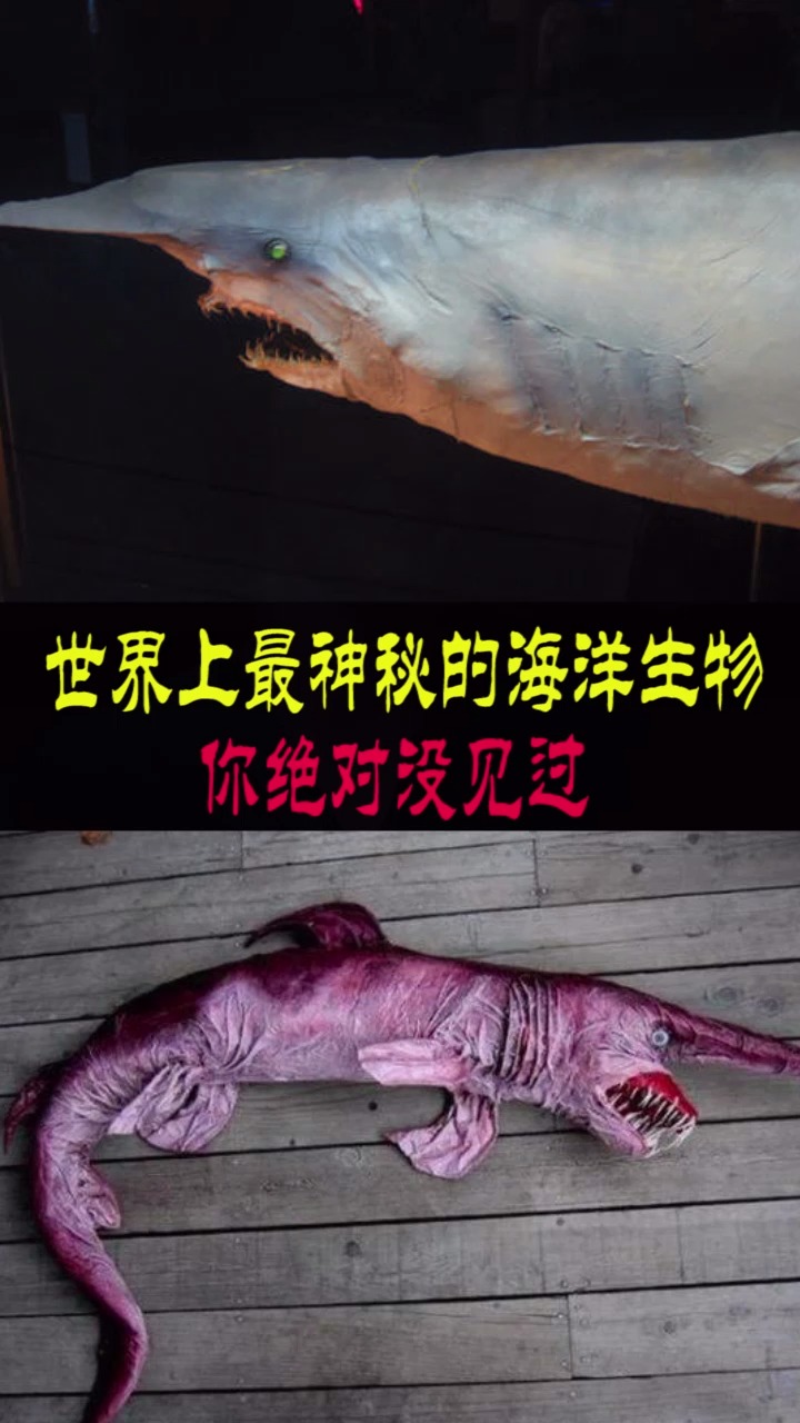 世界上最神秘的海洋生物,你绝对没见过