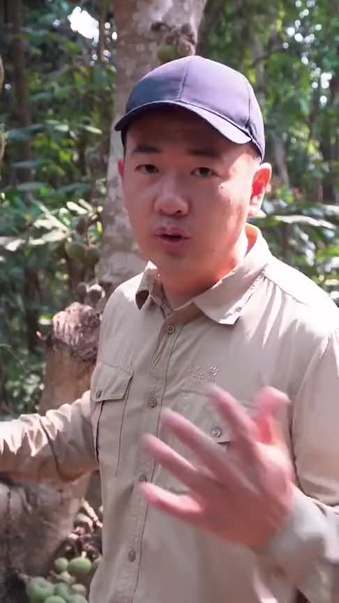 在野外流出白色汁液的果子都不能吃果子流出白色汁液证明有毒,除非果子熟透才能食用