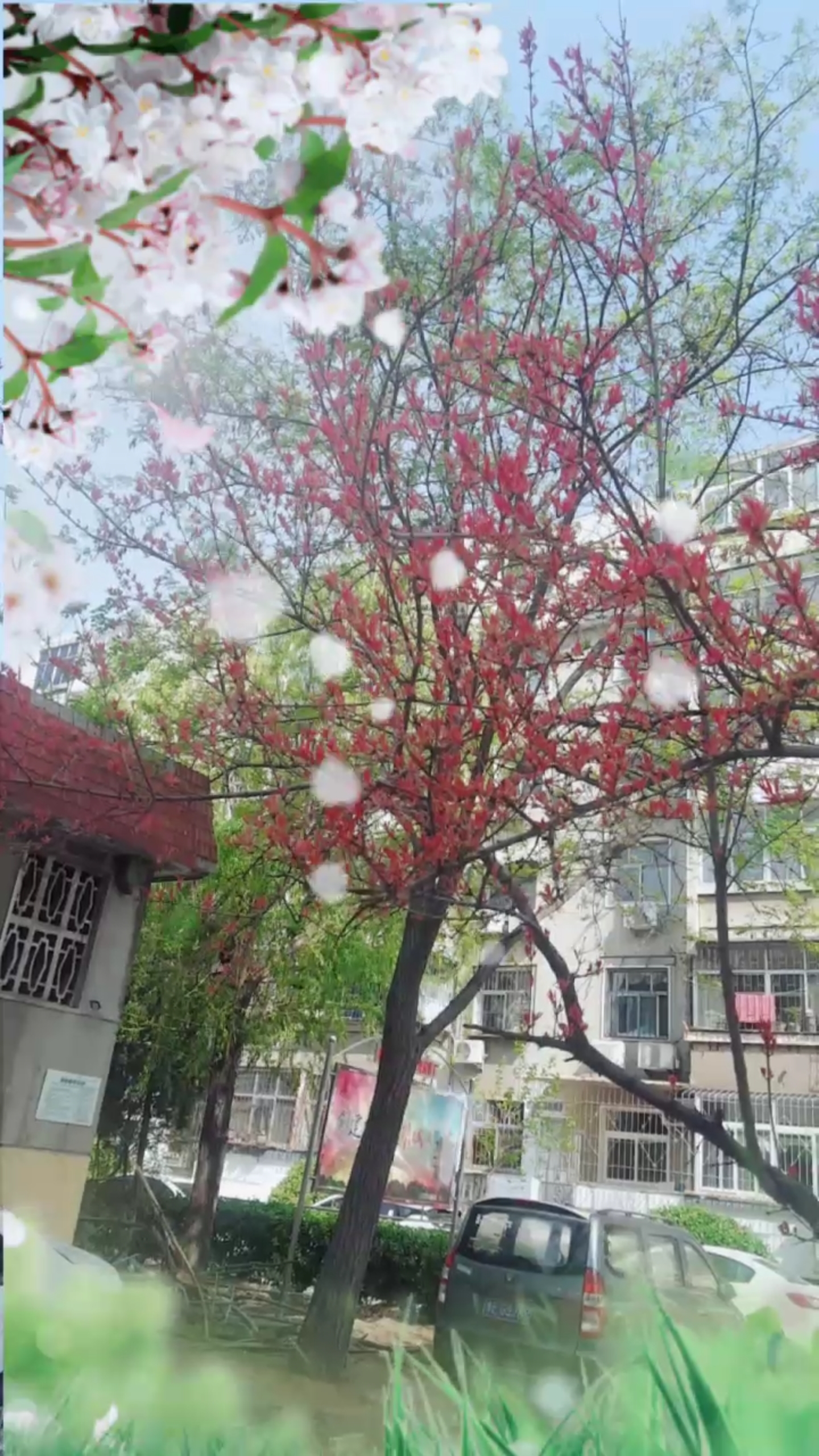 稀奇少见的红叶树