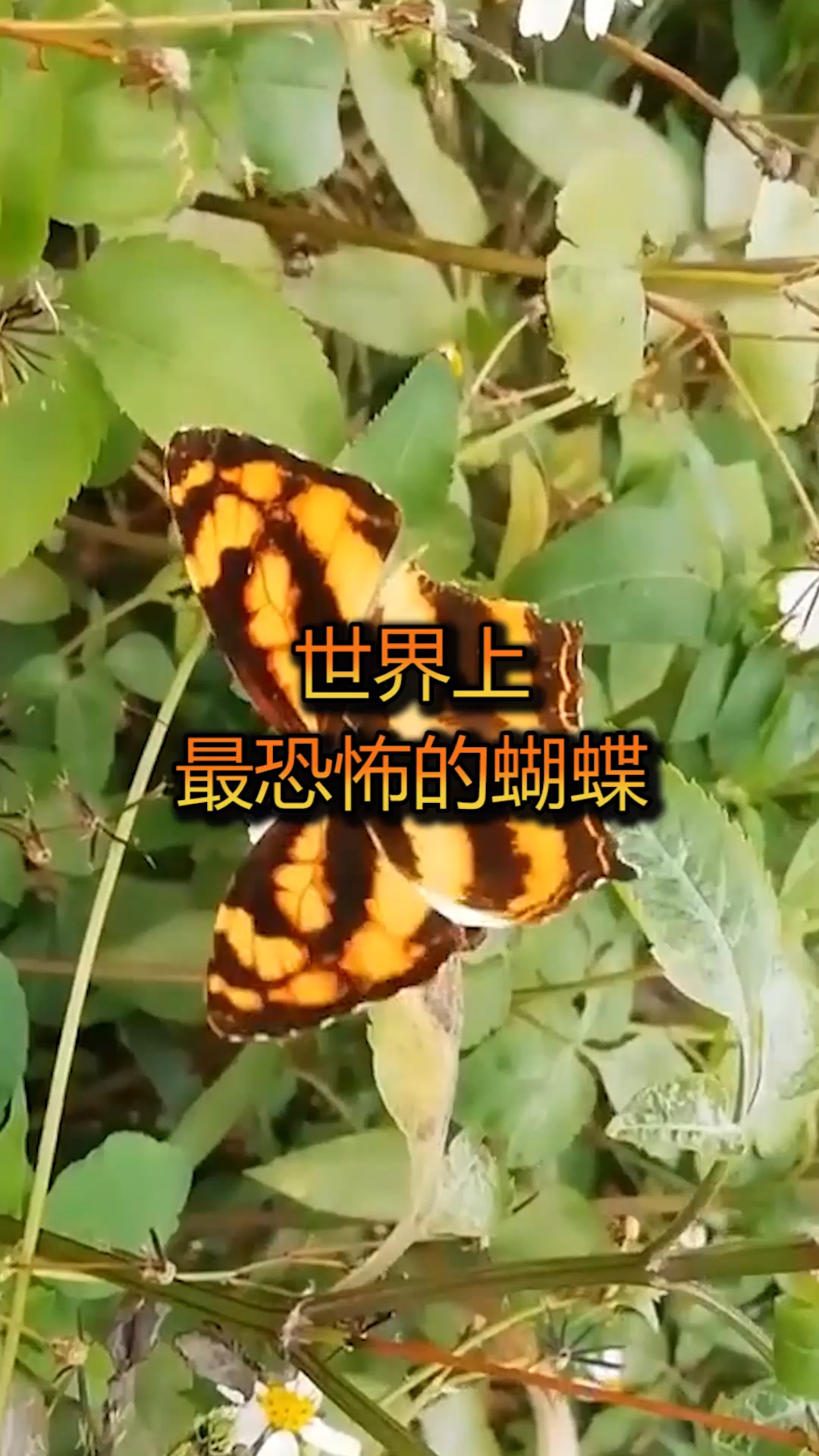 世界上最恐怖的蝴蝶,虎斑纹吃肉蝶,曾将一个人吃的只剩骨头