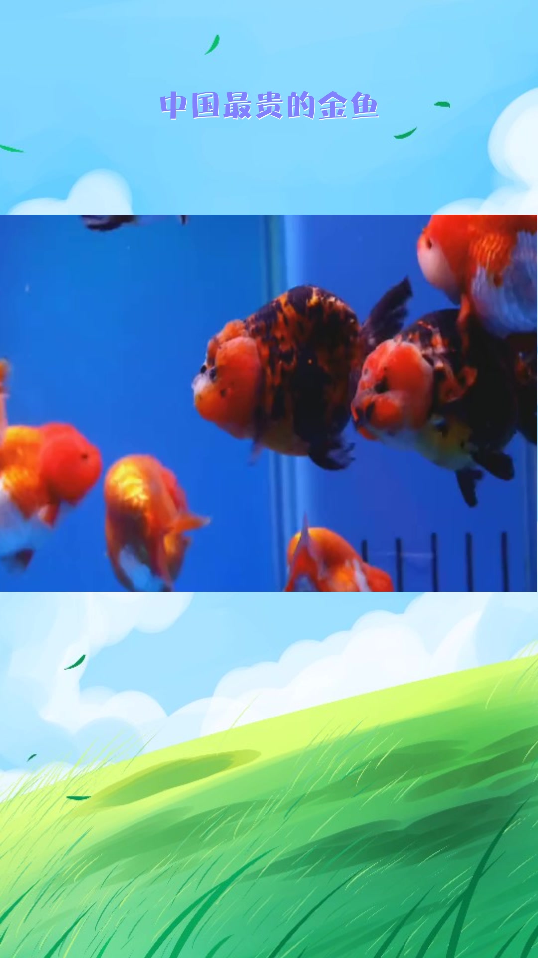 #动物奇闻#中国最贵的金鱼