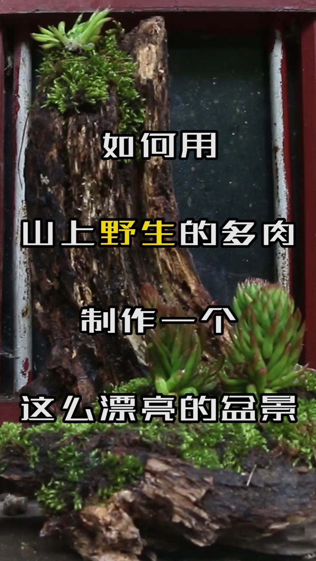 哈哈,这个老树桩怕是要成精