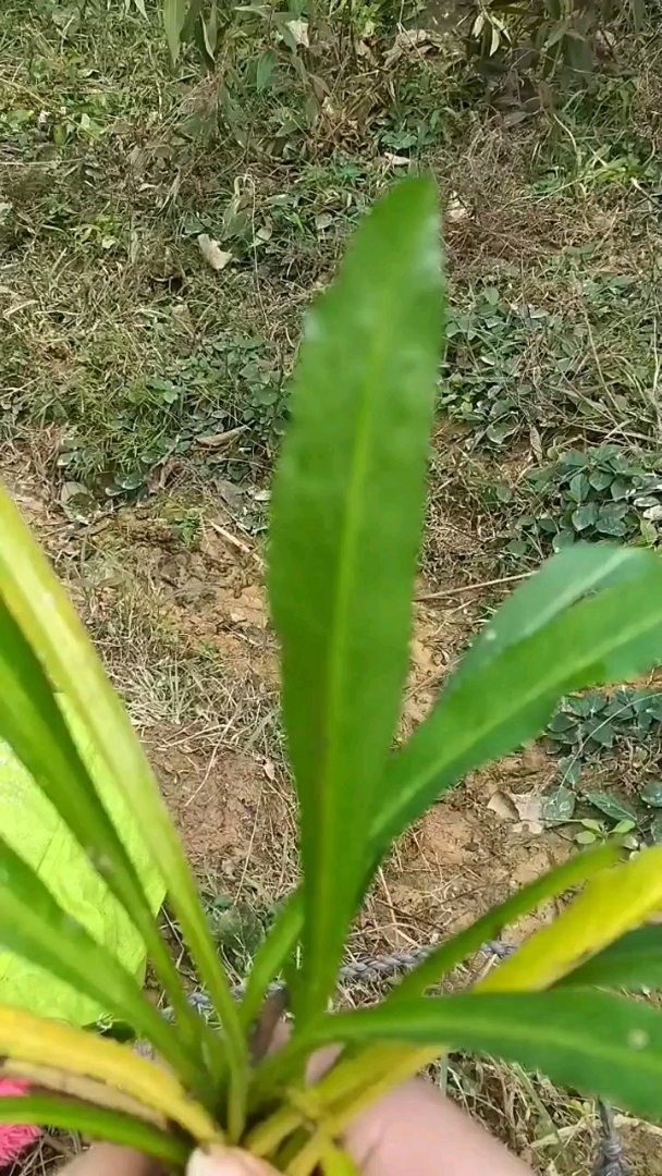 我们这里叫香菜,大家有认识的吗?欢迎评论留言!